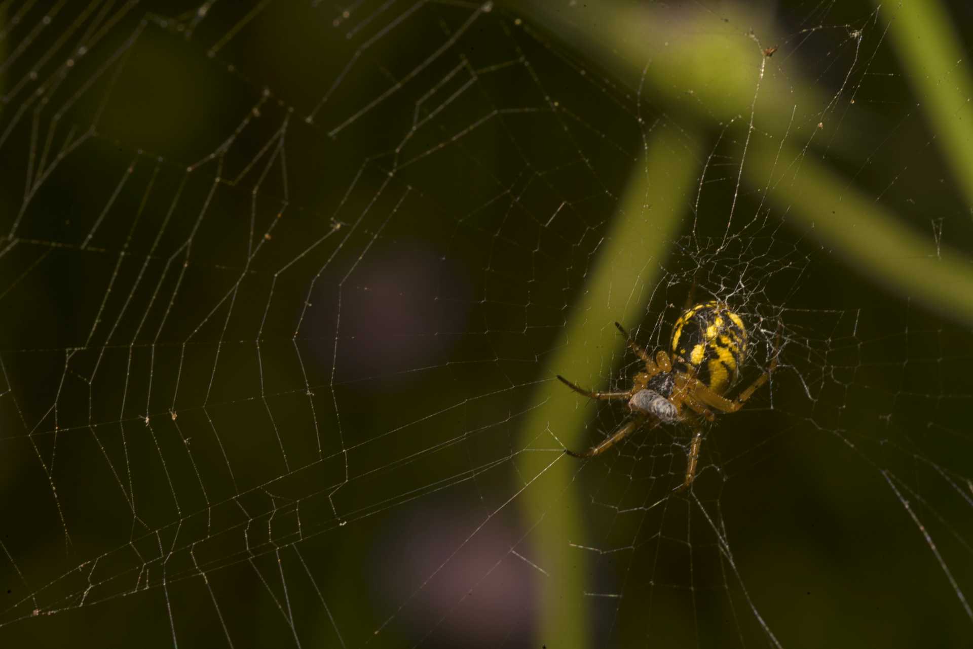Il mondo della vedovina selvatica